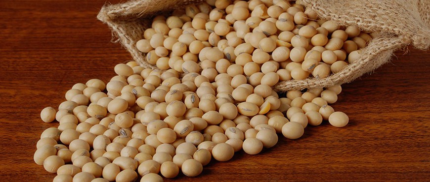 Organic NON - GMO Soybeans