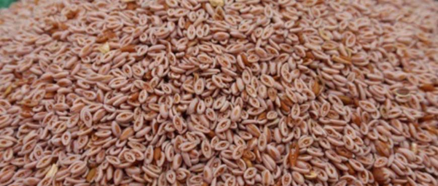 Organic Psyllium Seed