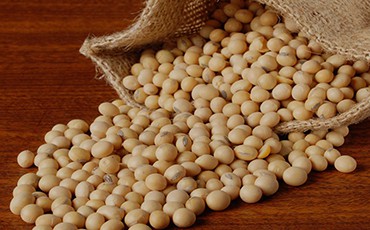Organic NON - GMO Soybeans