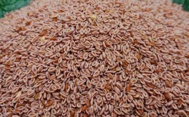 Organic Psyllium Seed